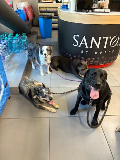 Sportydog Paseos Caninos