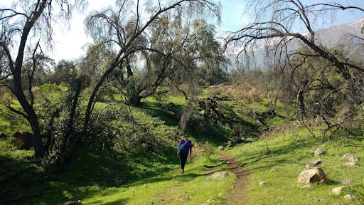Bosque Panul