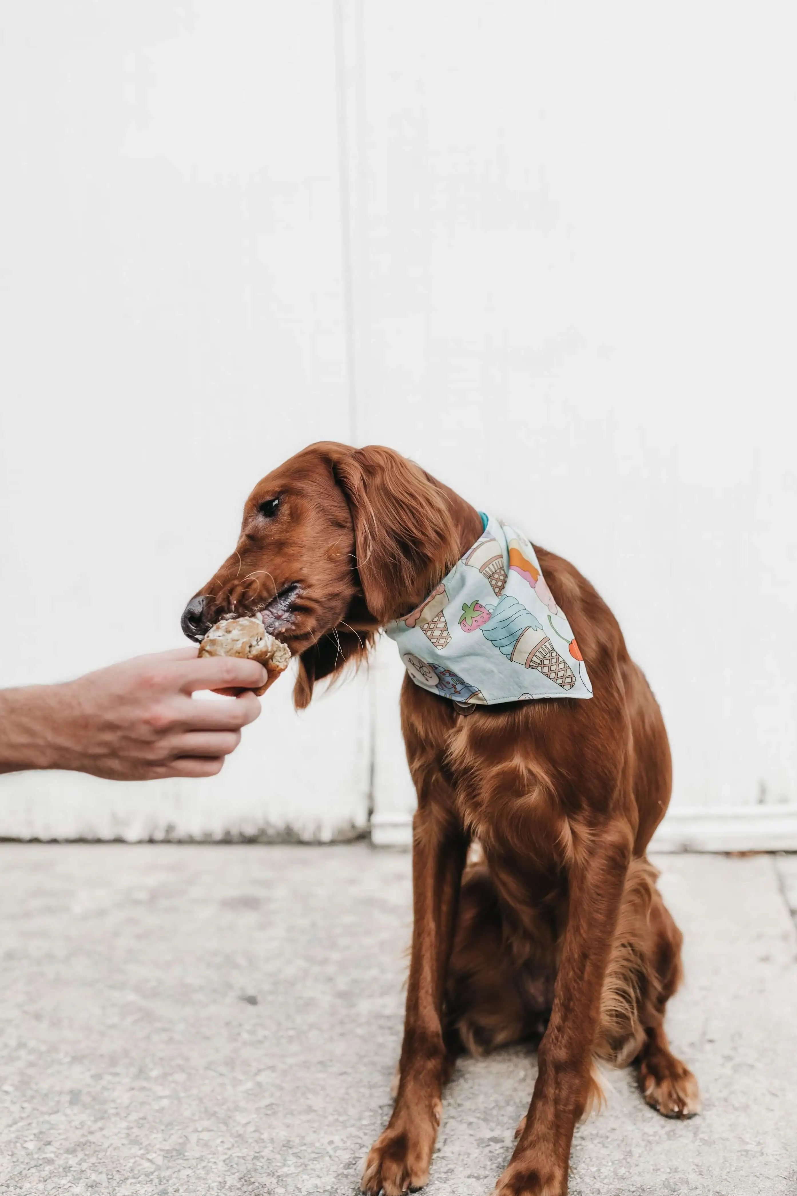 Restaurantes Pet Friendly